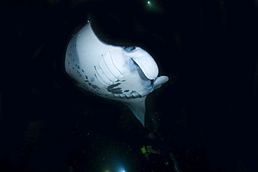 Manta ray (Manta birostris) feeding at night, Kailua-Kona, Big Island, Hawaii, United States of America, Pacific