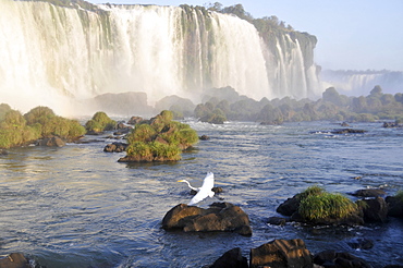 Egret (Egretta alba) at Iguassu Falls, Iguacu National Park, UNESCO World Heritage Site, Parana, Brazil, South America