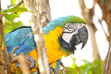 Blue and yellow macaw (Ara ararauna), San Francisco Ranch at Pantanal, Miranda, Mato Grosso do Sul, Brazil, South America