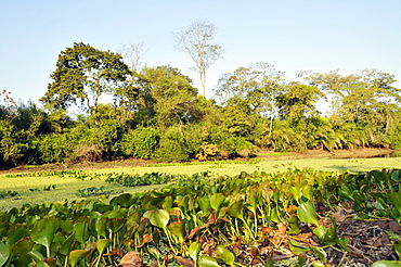 River and tropical forest, Pantanal, Miranda, Mato Grosso do Sul, Brazil, South America