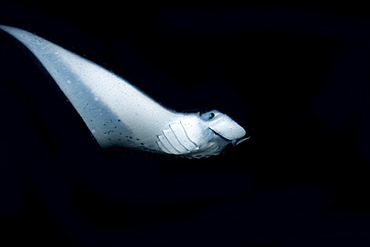 Manta ray (Manta birostris) feeding at night, Kailua-Kona, Big Island, Hawaii, United States of America, Pacific