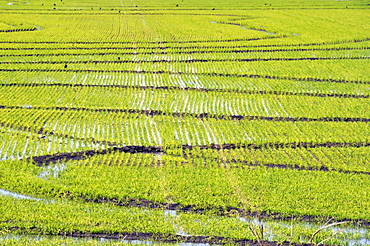 Rice fields of San Francisco Ranch, Pantanal de Miranda, Mato Grosso do Sul, Brazil, South America