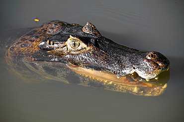 Pantanal caimans (Caiman crocodilus yacare), San Francisco Ranch, Miranda, Mato Grosso do Sul, Brazil, South America