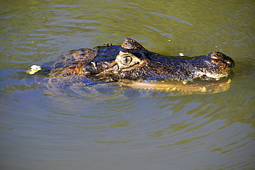 Pantanal caimans (Caiman crocodilus yacare), San Francisco Ranch, Miranda, Mato Grosso do Sul, Brazil, South America