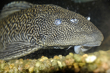 Pintado (speckled catfish) (Pseudoplatystoma corruscans), Pantanal, Mato Grosso do Sul, Brazil, South America