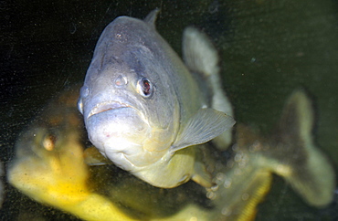 Captive live piranhas (Pygocentrus sp), Pantanal, Mato Grosso do Sul, Brazil, South America