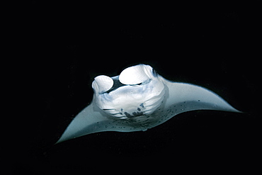 Manta ray (Manta birostris) feeding at night, Kailua-Kona, Big Island, Hawaii, United States of America, Pacific