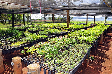 Nursery for endangered Brazilian trees, Bonito, Mato Grosso do Sul, Brazil, South America