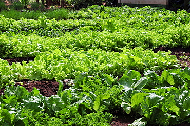 Fresh lettuce grown at Rio da Prata's farm, Bonito, Mato Grosso do Sul, Brazil, South America