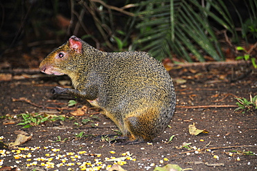 Nutria (Myocastor coypus), Bonito, Mato Grosso do Sul, Brazil, South America