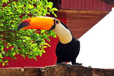 Toco toucan (Ramphastos toco), Bonito, Mato Grosso do Sul, Brazil, South America