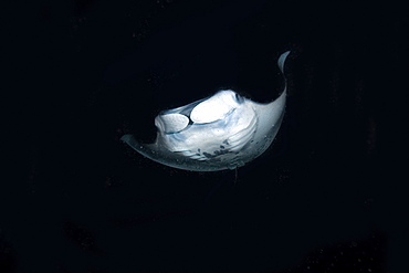 Manta ray (Manta birostris) feeding at night, Kailua-Kona, Big Island, Hawaii, United States of America, Pacific