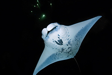 Manta ray (Manta birostris) feeding at night, Kailua-Kona, Big Island, Hawaii, United States of America, Pacific