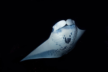 Manta ray (Manta birostris) feeding at night, Kailua-Kona, Big Island, Hawaii, United States of America, Pacific