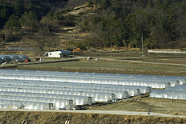 Many crops are grown in greenhouses to protect against the harsh weather, South Korea, Asia