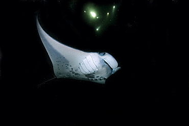 Manta ray (Manta birostris) feeding at night, Kailua-Kona, Big Island, Hawaii, United States of America, Pacific