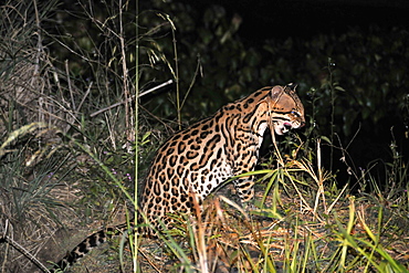 Ocelot (Leopardus pardalis) at night, Fazenda San Francisco, Miranda, Mato Grosso do Sul, Brazil, South America