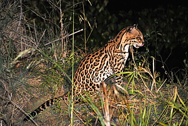 Ocelot (Leopardus pardalis) at night, Fazenda San Francisco, Miranda, Mato Grosso do Sul, Brazil, South America