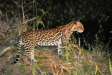 Ocelot (Leopardus pardalis) at night, Fazenda San Francisco, Miranda, Mato Grosso do Sul, Brazil, South America