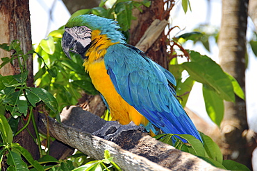 Blue and yellow macaw (Ara ararauna), San Francisco Ranch at Pantanal, Miranda, Mato Grosso do Sul, Brazil, South America