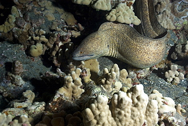 Giant moray (Gymnothorax javanicus), Kona, Big Island, Hawaii, United States of America, Pacific