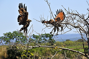 Savanna hawk (Heterospizias meridionalis) charging at each other, Miranda, Pantanal, Mato Grosso do Sul, Brazil, South America