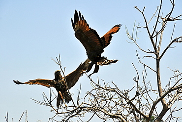 Savanna hawk (Heterospizias meridionalis) charging at each other, Miranda, Pantanal, Mato Grosso do Sul, Brazil, South America