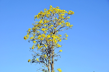 Yellow trumpet tree (Tabebuia aurea), Bonito, Mato Grosso do Sul, Brazil, South America