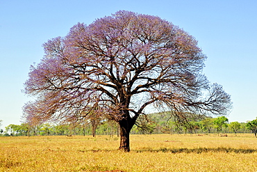 Pink trumpet tree (Tabebuia impetiginosa), Mato Grosso do Sul, Brazil, South America