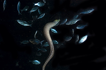 Giant moray (Gymnothorax javanicus) free swimming next to fish, Kona, Big Island, Hawaii, United States of America, Pacific