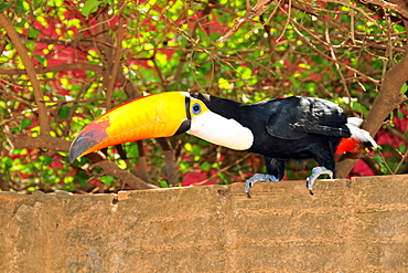 Toco toucan (Ramphastos toco), Bonito, Mato Grosso do Sul, Brazil, South America