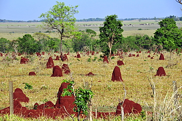 Termite nests by the highway BR267, Mato Grosso do Sul, Brazil, South America