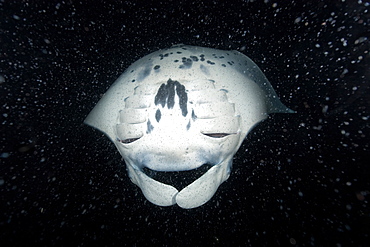 Manta ray (Manta birostris) feeding at night, Kailua-Kona, Big Island, Hawaii, United States of America, Pacific