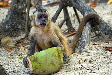 Tufted capuchin (Cebus apella) eating a coconut, Preguicas river, Maranhao, Brazil, South America