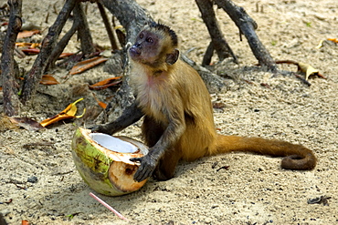 Tufted capuchin (Cebus apella) eating a coconut, Preguicas river, Maranhao, Brazil, South America