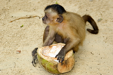 Tufted capuchin (Cebus apella) eating a coconut, Preguicas river, Maranhao, Brazil, South America