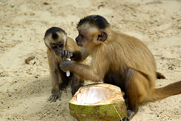 Tufted capuchins (Cebus apella) eating a coconut, Preguicas river, Maranhao, Brazil, South America