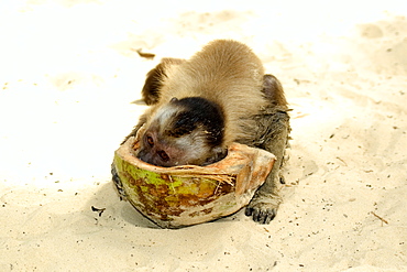 Tufted capuchin (Cebus apella) eating a coconut, Preguicas river, Maranhao, Brazil, South America