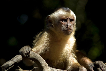 Tufted capuchin (Cebus apella),Preguicas river, Maranhao, Brazil, South America