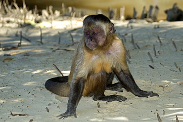 Tufted capuchin (Cebus apella),Preguicas river, Maranhao, Brazil, South America