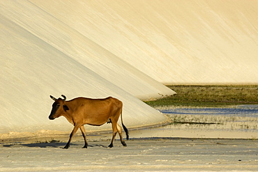 Ox walks close to sand dunes of Lencois Maranhenses National Park, Santo Amaro, Maranhao, Brazil, South America