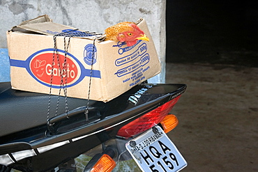 Chicken in a box carried by a motorcycle, Sangue, Maranhao, Brazil, South America