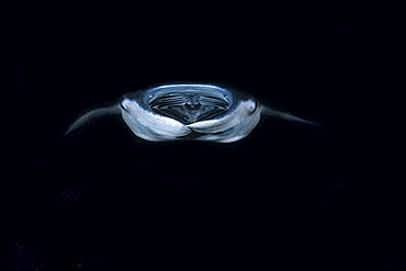 Manta ray (Manta birostris) feeding at night, Kailua-Kona, Big Island, Hawaii, United States of America, Pacific