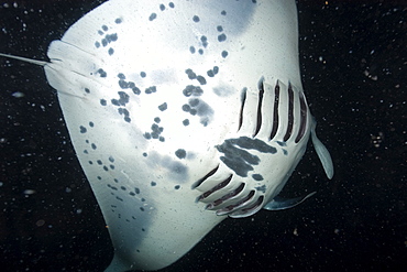 Manta ray (Manta birostris) feeding at night, Kailua-Kona, Big Island, Hawaii, United States of America, Pacific