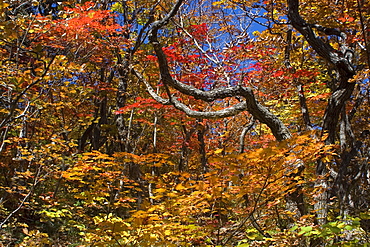 Autumn leaves in full color, Seoraksan National Park, South Korea, Asia