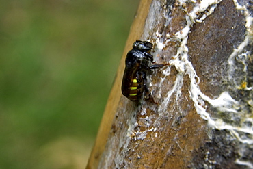 Stingless bee colonies of Melipona quadrifasciata at University of Vicosa, Vicosa, Minas Gerais, Brazil, South America