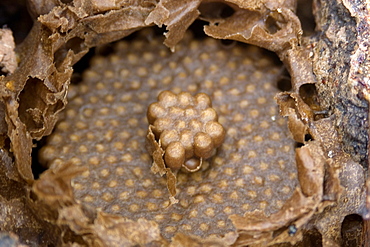 Stingless bee colony of Melipona bicolor at University of Vicosa, Vicosa, Minas Gerais, Brazil, South America