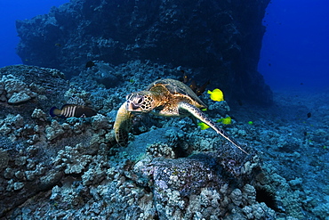 Green sea turtle (Chelonia mydas) gets cleaned by yellow tangs (Zebrasoma flavescens) and lined bristletooth (Ctenochaetus striatus), Kailua-Kona, Hawaii, United States of America, Pacific