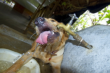 Golden retriever dog lapping water from the faucet, Vicosa, Minas Gerais, Brazil, South America