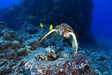 Green sea turtle (Chelonia mydas) gets cleaned by yellow tangs (Zebrasoma flavescens) and lined bristletooth (Ctenochaetus striatus), Kailua-Kona, Hawaii, United States of America, Pacific